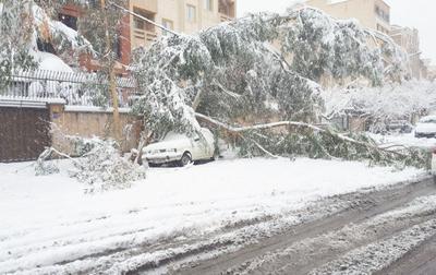 سقوط درخت روی خودرو در خیابان نصرت میدان توحید تهران