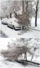 سقوط درخت روی خودرو به‌دلیل بارش برف در خیابان کیانی تهران