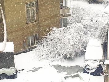 سقوط درخت روی خودرو به‌دلیل بارش برف در خیابان دیباجی‌جنوبی تهران