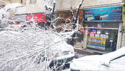 سقوط درخت روی خودرو به‌دلیل بارش برف در خیابان شیخ‌الریيس تهران