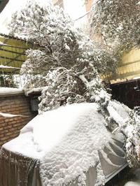 سقوط درخت روی یک خودرو به‌دلیل بارش برف در نواب تهران