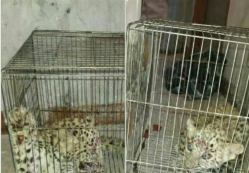 متخلف زنده گیری توله پلنگ کوه سفید کهگیلویه و بویراحمد به دام افتاد + جزئیات متخلف زنده گیری توله پلنگ کوه سفید کهگیلویه و بویراحمد به دام افتاد + جزئیات