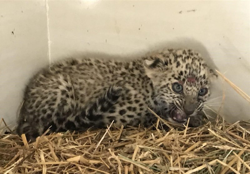 متخلف زنده گیری توله پلنگ کوه سفید کهگیلویه و بویراحمد به دام افتاد + جزئیات