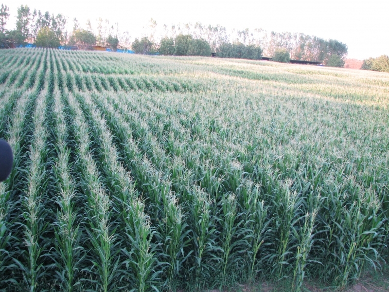 برداشت ذرت علوفه ای از ۲۵ هزار هکتار از مزارع کشاورزی قزوین آغاز شد برداشت ذرت علوفه ای از ۲۵ هزار هکتار از مزارع کشاورزی قزوین آغاز شد