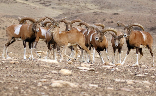 روند صعودی تکثیر قوچ و میش ارمنی درمنطقه حفاظت شده بیجار روند صعودی تکثیر قوچ و میش ارمنی درمنطقه حفاظت شده بیجار