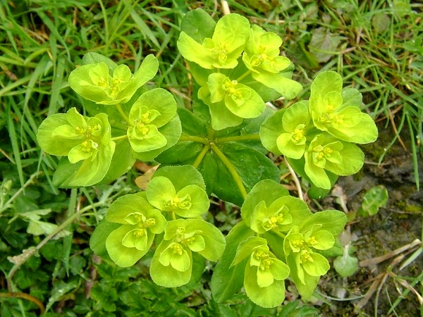 مکان یابی هزار هگتار از مراتع استان سمنان برای کشت گیاهان دارویی مکان یابی هزار هگتار از مراتع استان سمنان برای کشت گیاهان دارویی