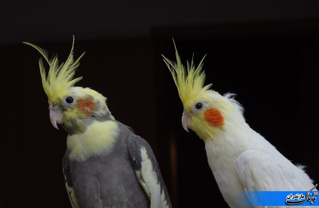 دستگیری دزد عروس هلندی&zwnj;های بهشهر