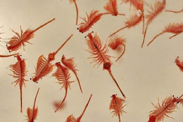 واردات ۵ میلیون دلاری «تخم آرتمیا» به کشور/ تولید و پرورش بیش از یک هزار تن آرتمیا در صورت احیای دریاچه ارومیه