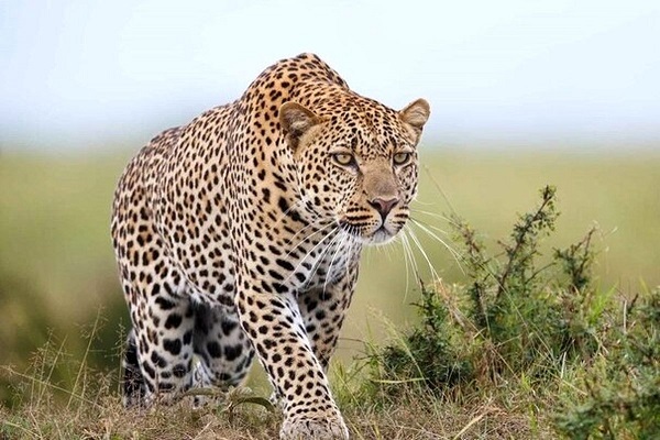 زیست پایدار پلنگ ایرانی در قلب بمو/تصاویر جدید از گربهسان باشکوه منتشر شد