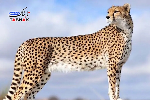 تقویت حفاظت از یوزپلنگ آسیایی در پناهگاه میاندشت با تجهیزات نوین و مشارکت محلی تقویت حفاظت از یوزپلنگ آسیایی در پناهگاه میاندشت با تجهیزات نوین و مشارکت محلی