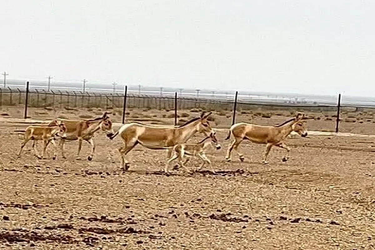 بازگشت بیش از ۳۰ رأس گورخر ایرانی به زیستگاههای طبیعی بازگشت بیش از ۳۰ رأس گورخر ایرانی به زیستگاههای طبیعی